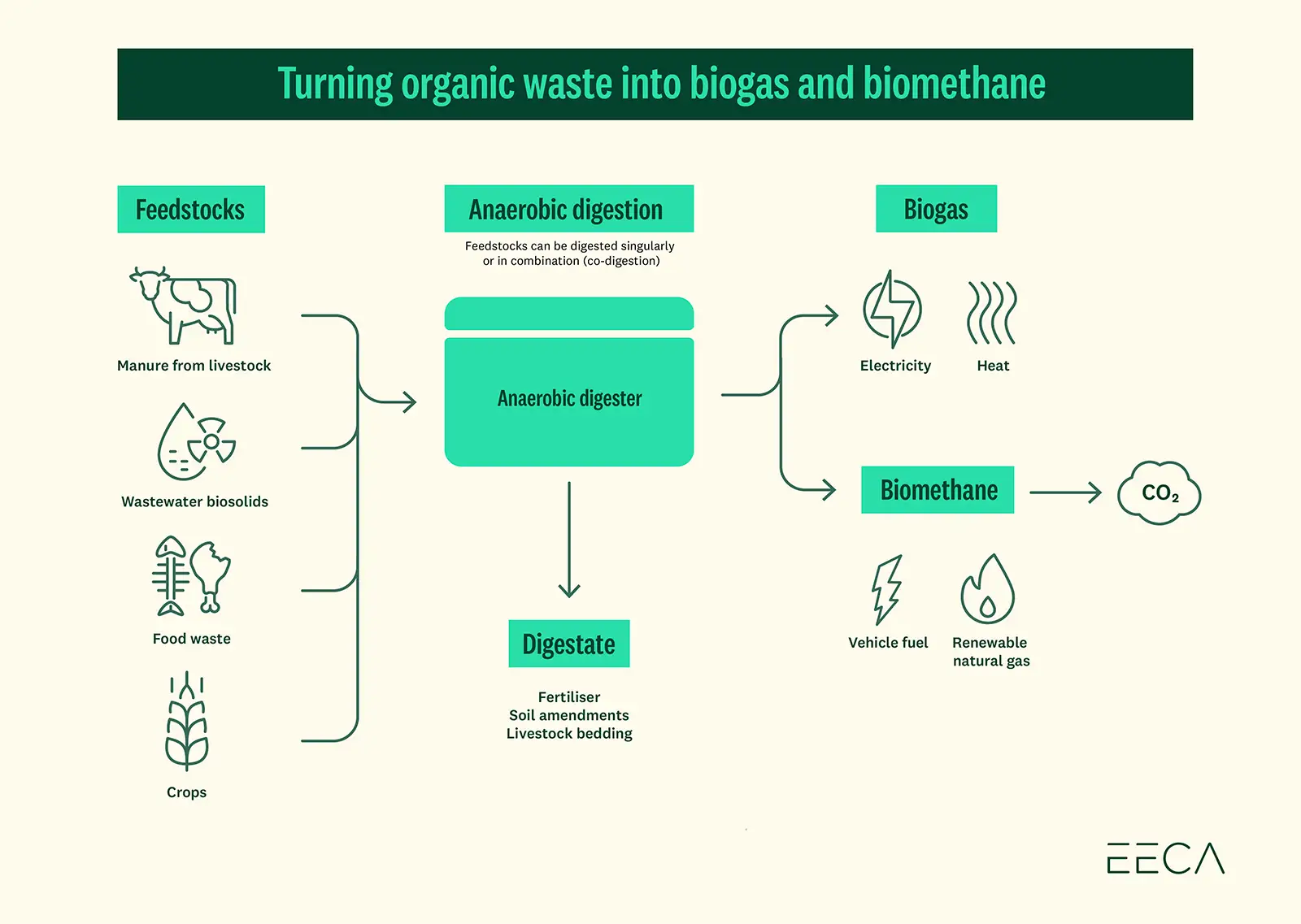 Biogas is produced from feedstocks such as manure, wastewater biosolids, food waste and crops. Through a process called anaerobic digestion, the feedstocks are turned into biogas which is used for electricity and heat. Biogas can also be used to produce b. 